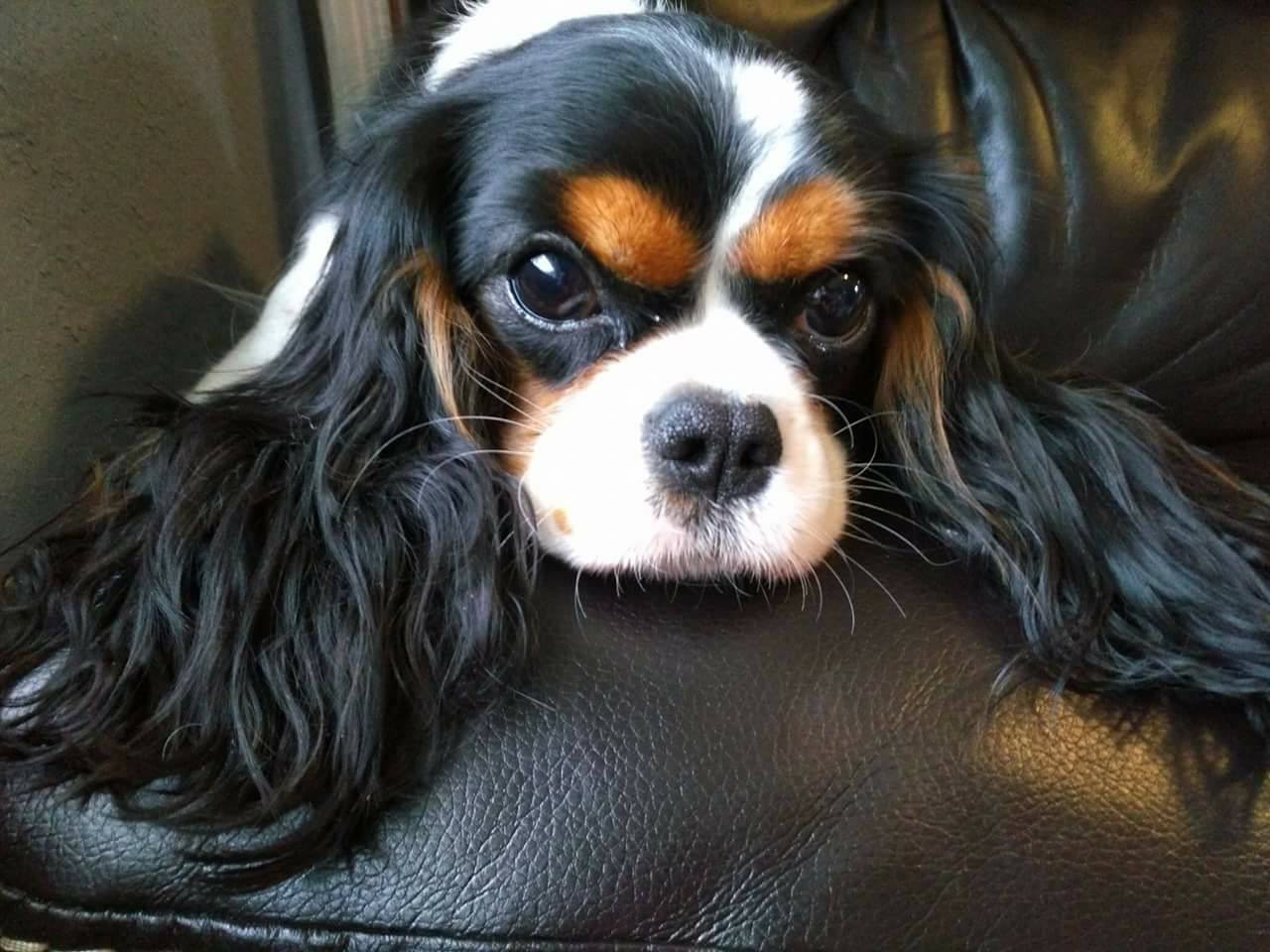 Sadie, a tricolor Cavalier King Charles Spaniel, resting her chin on a chair