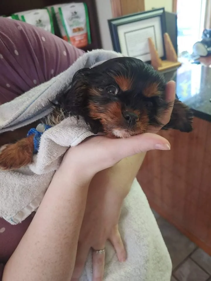 The sick Cavalier puppy from the My Kids Kennel insurance story