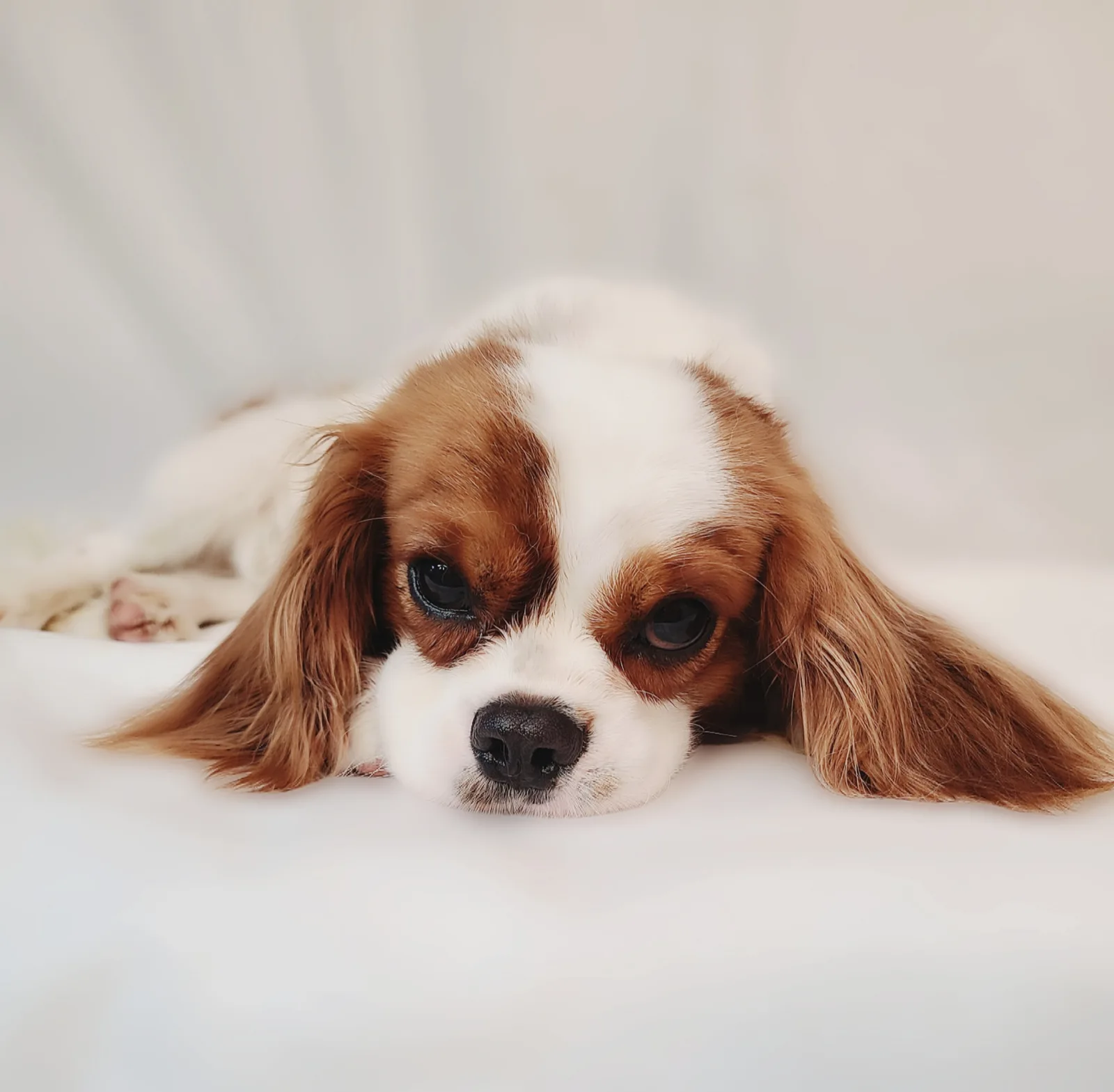 LEO, a My Kids Kennel Cavalier