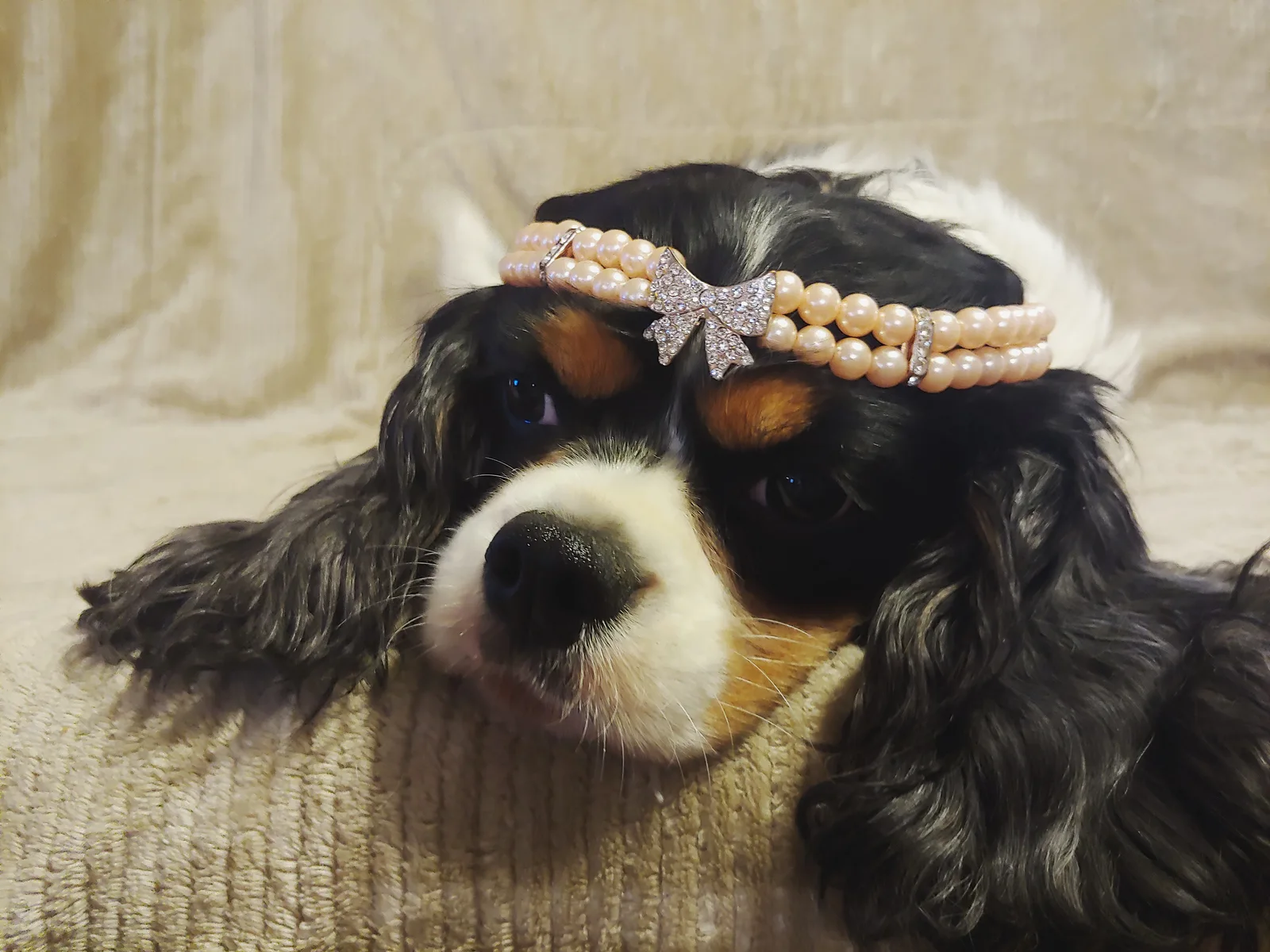 NELLIE, a My Kids Kennel Cavalier