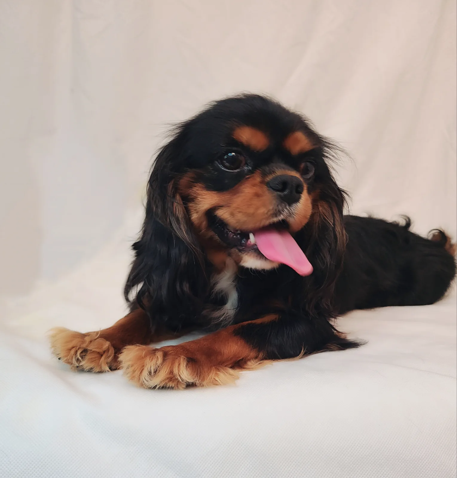 PATRIOT, a My Kids Kennel Cavalier