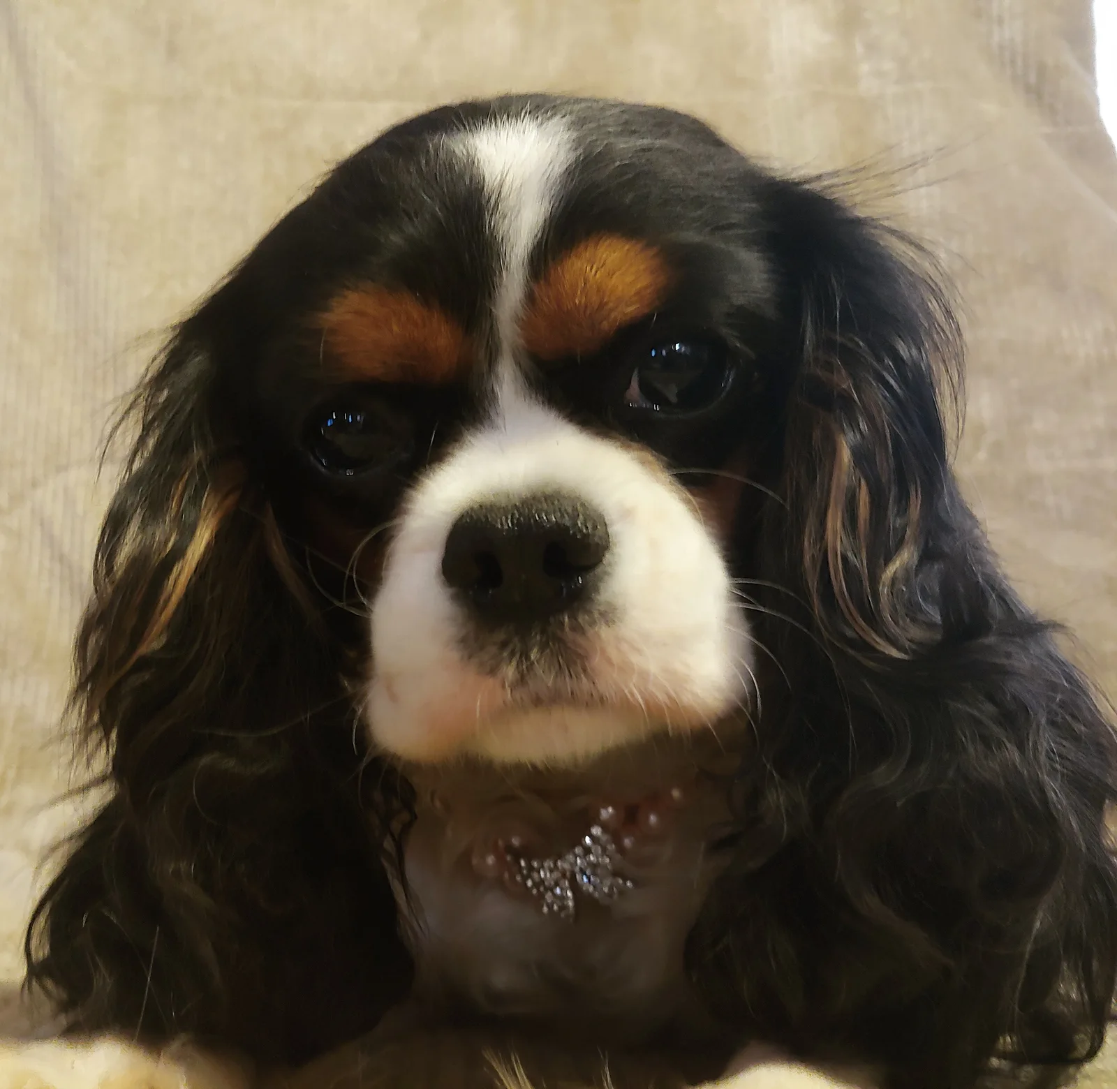 Sadie, one of the My Kids Kennel girls