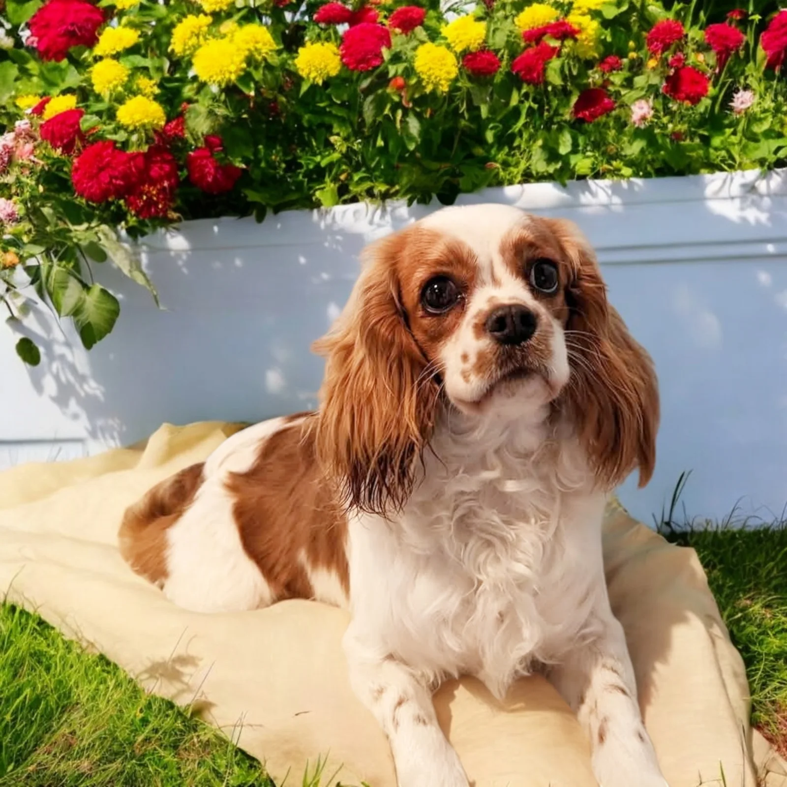 SUGARLILY, a My Kids Kennel Cavalier